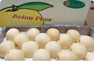 Asian Pear