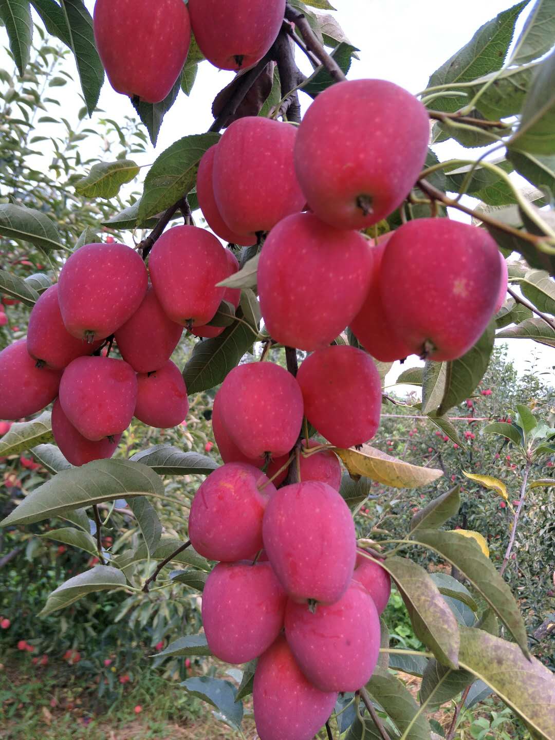 Manzana enriquecida con selenio