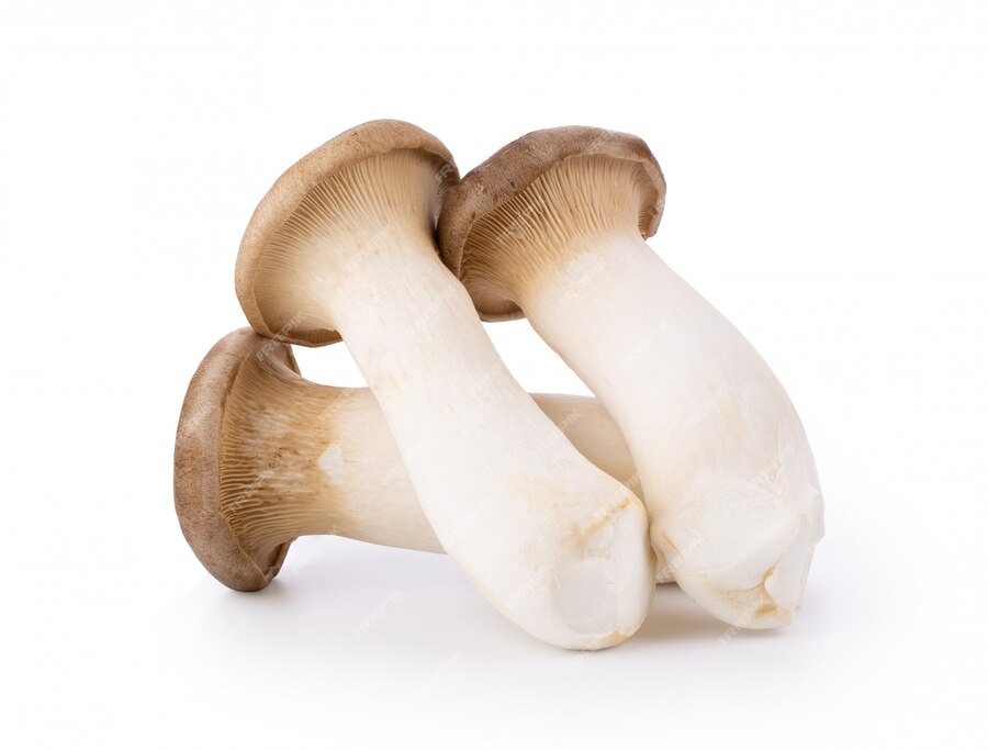 king oyster mushroom