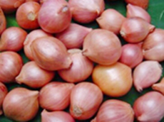 Fresh shallot